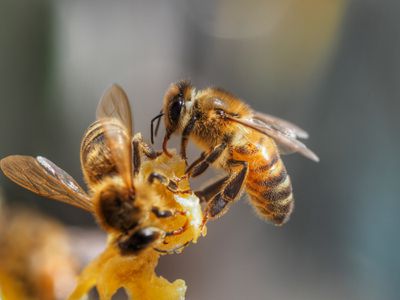 关闭up of honey bees in Australia“width=