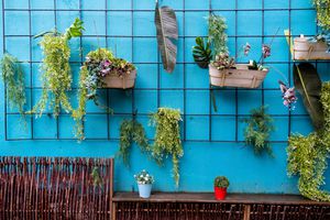 把室内植物挂在墙上