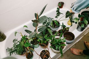 一群植物在白色的浴盆里等待浇水