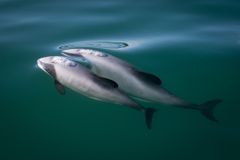 A pair of Hector's dolphins off the coast of New Zealand