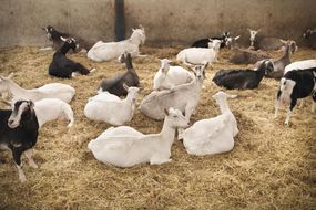 Goats sitting in a pen on a farm