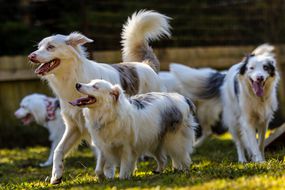 puppy reunion party