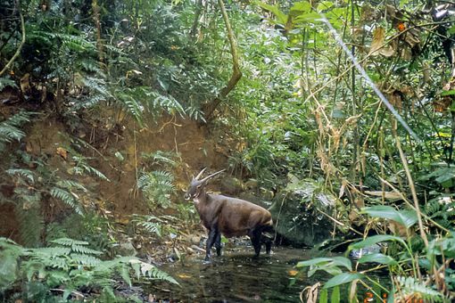 Saola