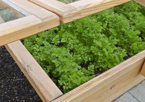 A cold frame up-close, growing greens.