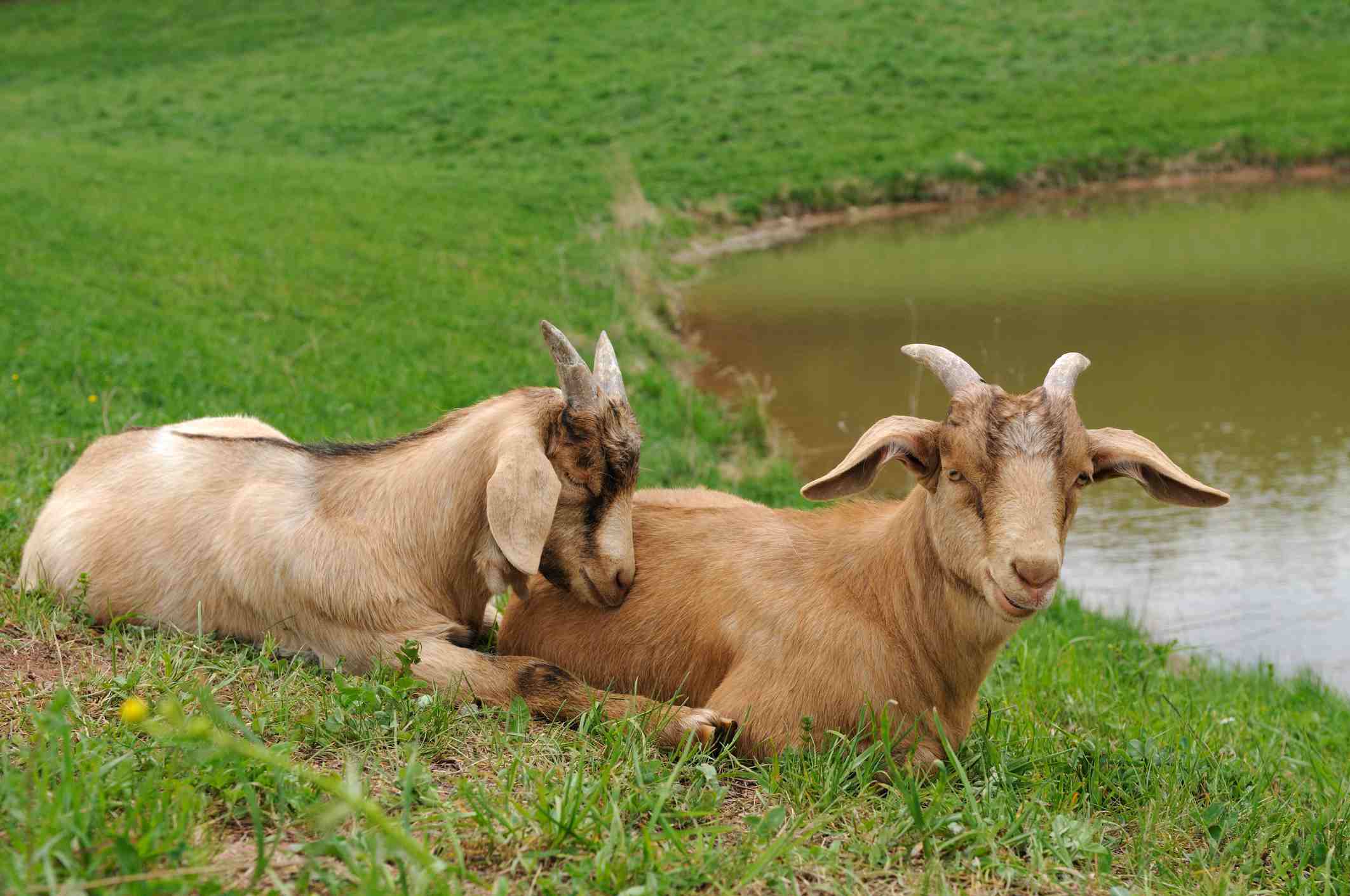 Two Boer Goats lying at a lake
