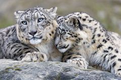Two snow leopard cuddling