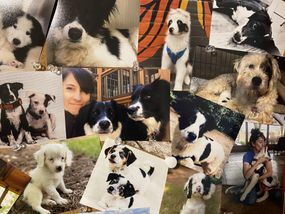 bulletin board of foster pets