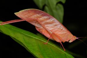 在叶子的桃红色katydid