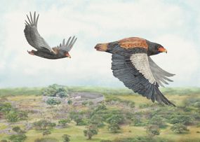 Bateleur Eagle，Terathopius Ecaudatus，津巴布韦