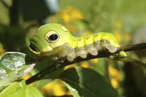 Spicebush Swallowtail卡特彼勒坐叶茂盛的枝杈。