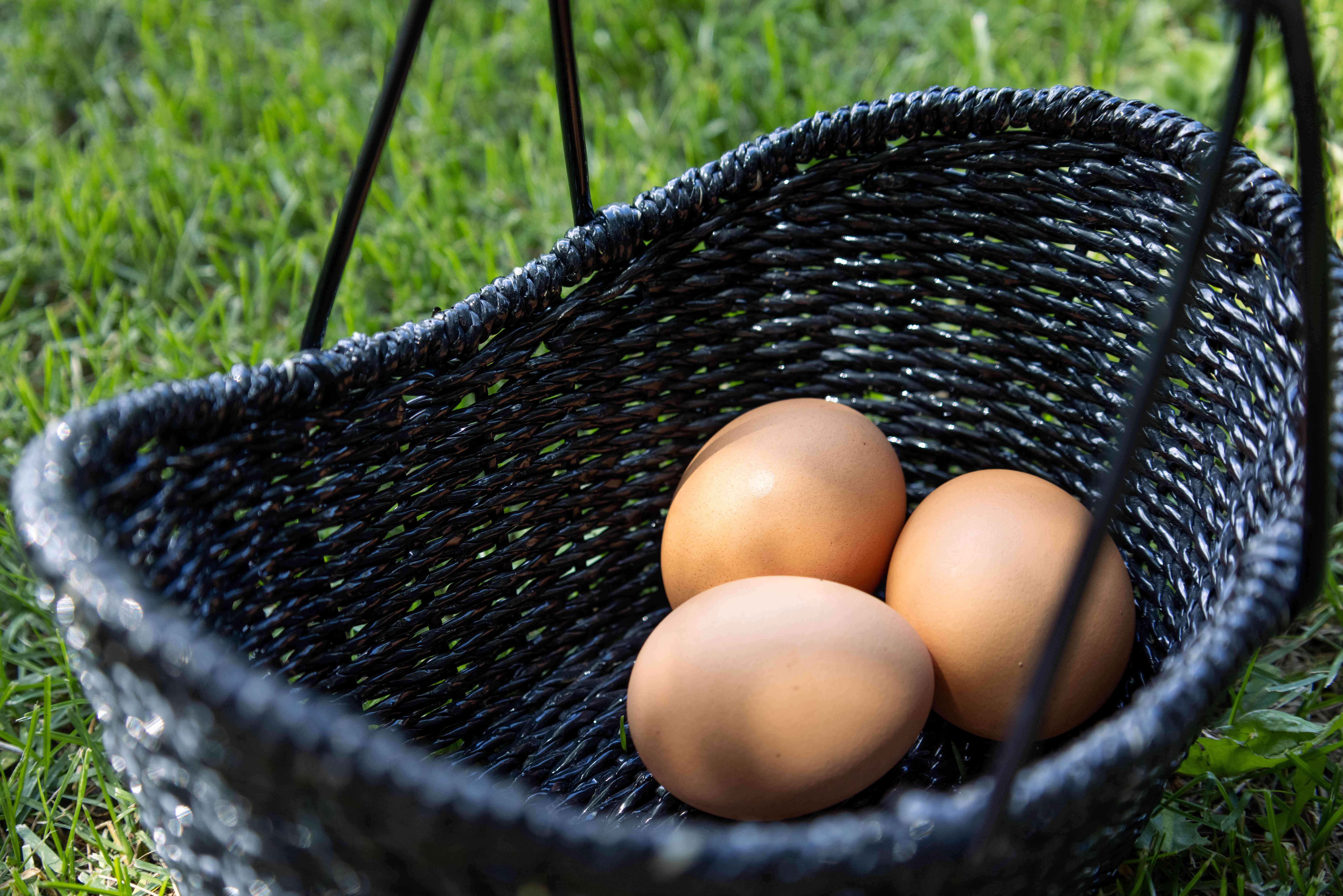 three farm fresh brown eggs in black wicker basket in grass