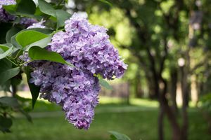 丁香花。丁香树开花。