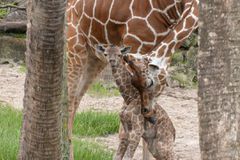baby giraffe and Luna mom