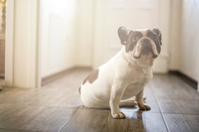 法国斗牛犬在屋里看起来很内疚