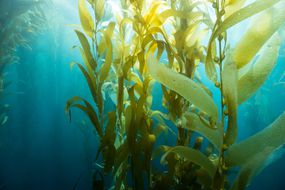 Giant kelp (Macrocystis pyrifera) in California