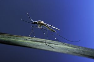 站立在叶子的anopheles maculipennis（疟疾蚊子）