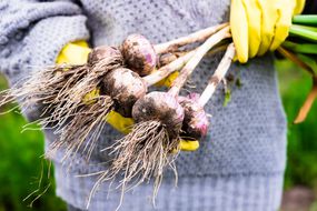 女人挑选新鲜的器官ic raw garlic in the garden, selective focus. Outdoors. Harvesting time. Farm or country life.
