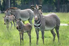 Grevy's zebras