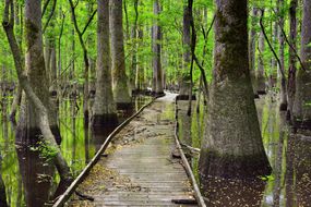 walking path through wetlands at Congaree National Park with cypress trees on both sides