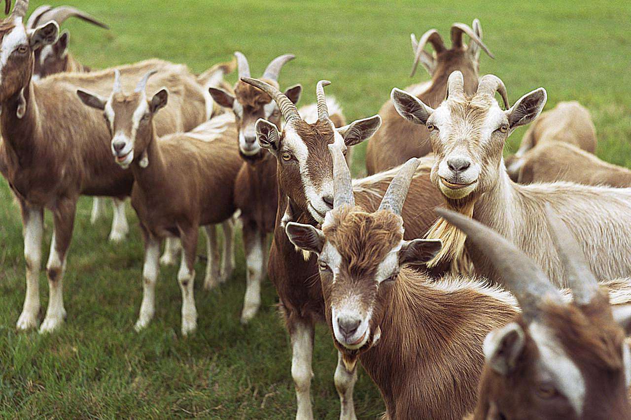 Herd of goats