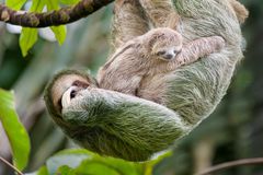 Mother and baby three-toed sloth in tree