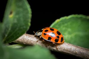 一个成年亚洲瓢虫（Harmonia Axyridis，Coccinellidae）坐在小树枝上