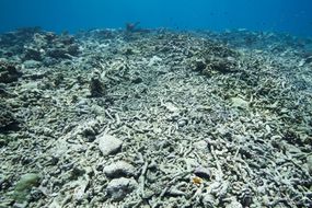 Dead coral reefs in shallow water