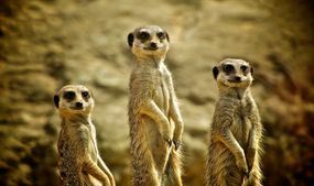 三个Meerkats站着