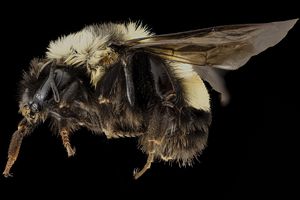 生锈的补丁大黄蜂（Bombus Affinis）