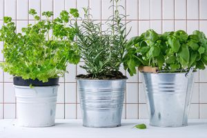 白色瓷砖墙面上桌上盆栽植物的特写镜头