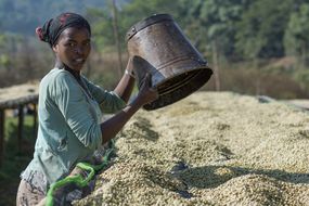 farmer with white coffee beans in Ethiopia