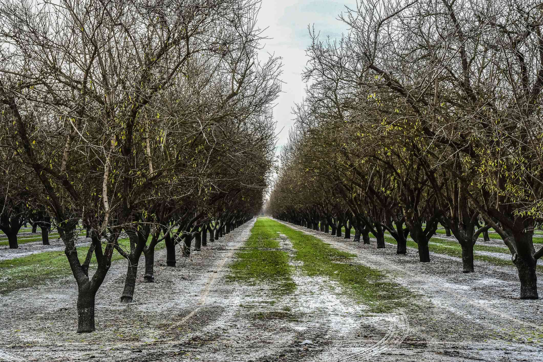 Rows of almond trees after fertilizer application of white potassium“width=
