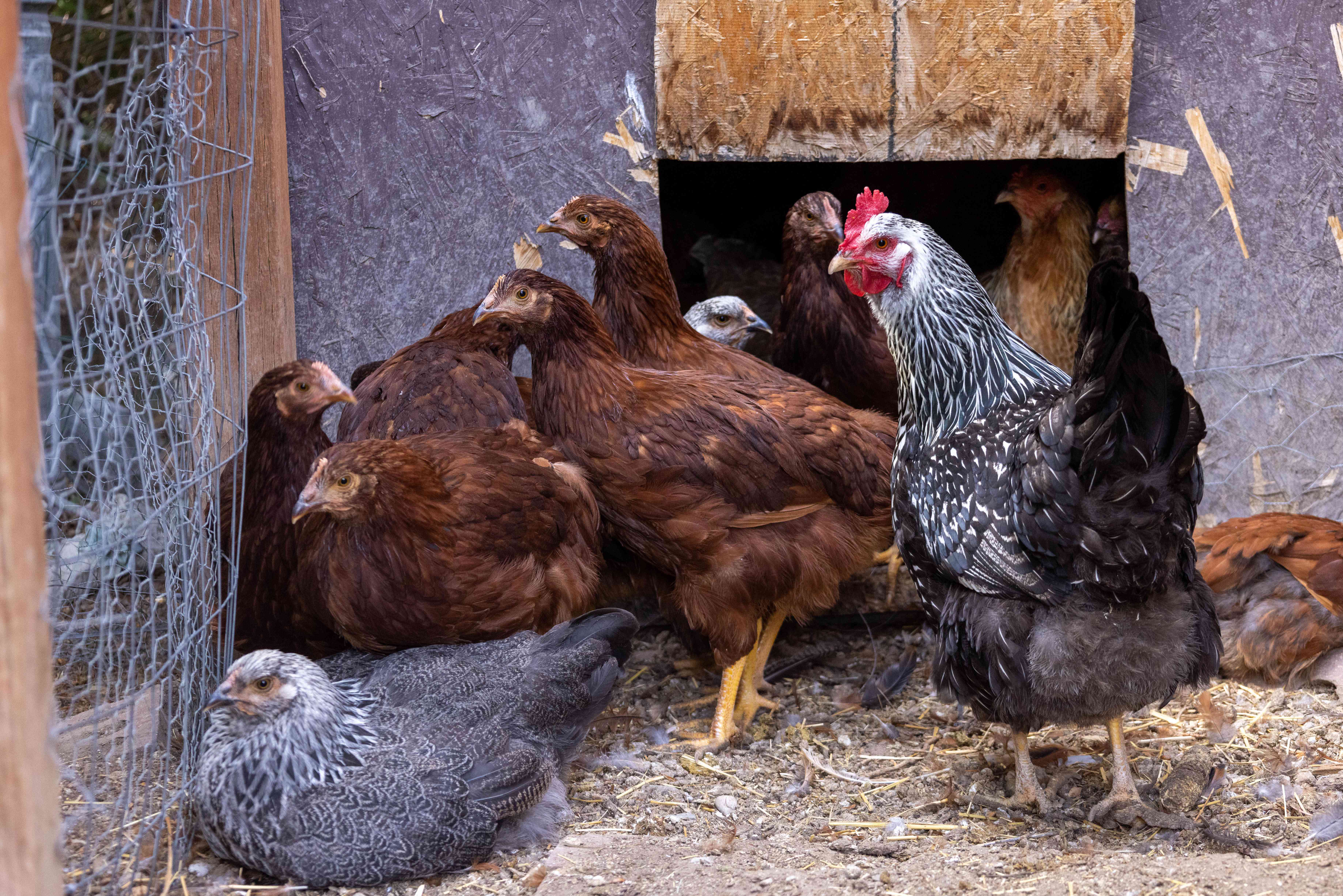 flock of brown and black-and-white chickens gather near chicken wire coop