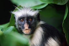 A closeup of a Zanzibar red colobus