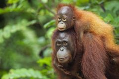 A Bornean orangutan female and her baby in Indonesia