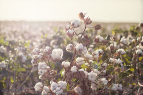 Cotton field in early morning light