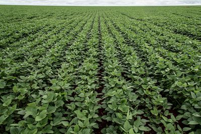 Unending rows of soy crops in a field in Brazil.“width=