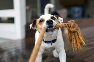 狐狸梗拉着玩具绳子玩