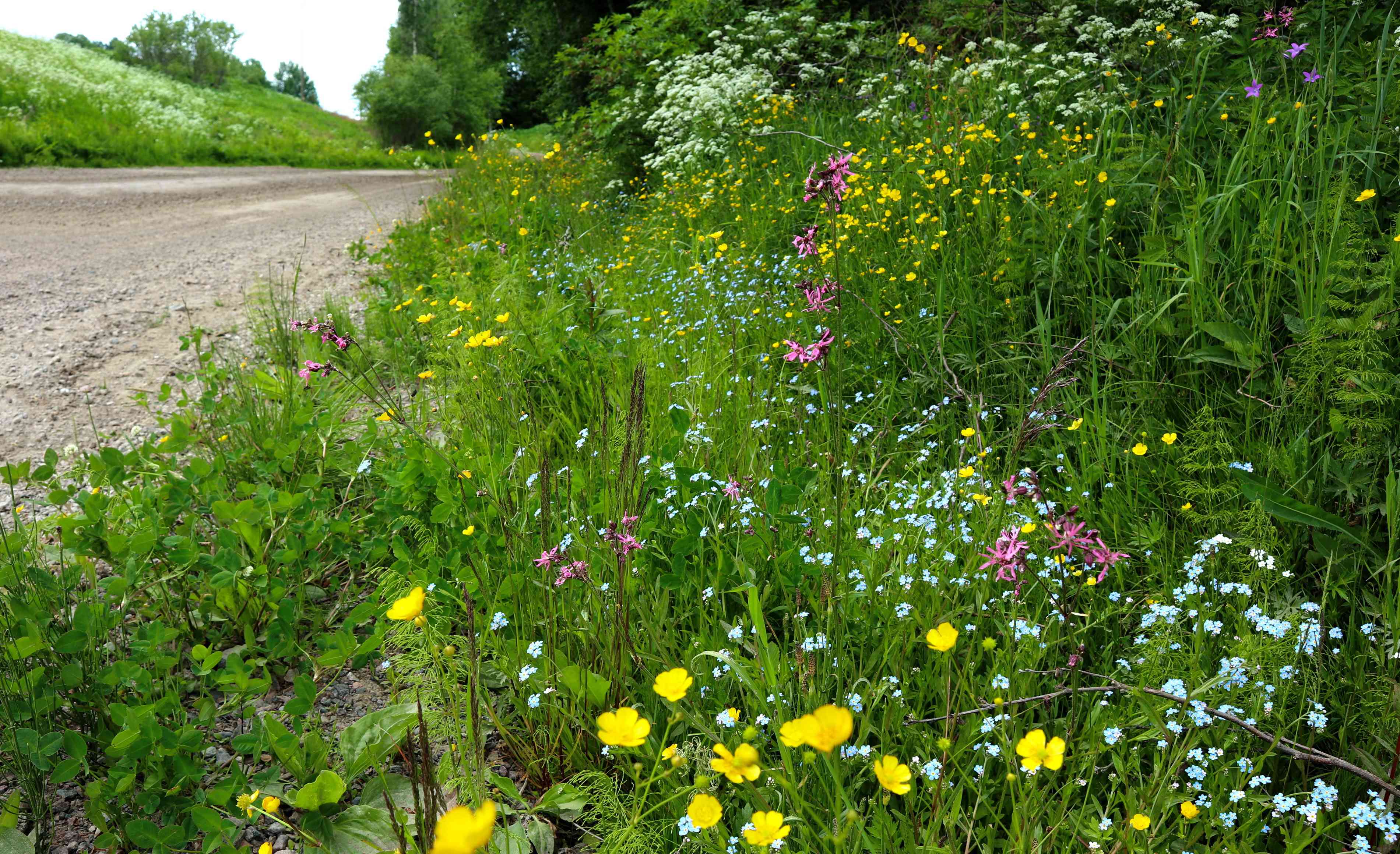 highway right of way with wildflowers
