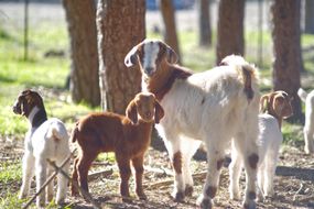 momma goat with three baby goats turns and looks back at camera in outdoor setting