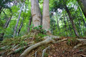 two mature trees grow together in forest with thick exposed roots