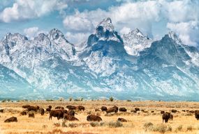 herd of bison on the prairie below the snow-capped Grand Teton Range under a blue sky with white clouds