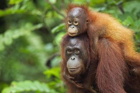A Bornean orangutan female and her baby in Indonesia