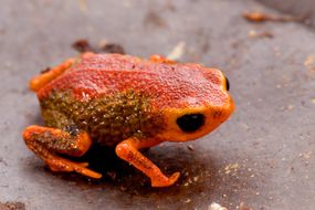 Brachycephalus Coloratus南瓜青蛙