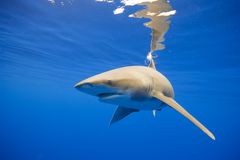 Oceanic Whitetip Shark, Hawaii
