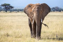 Front view of a bull elephant in the grasslands of Amboseli National Park.