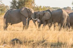 African savanna elephants