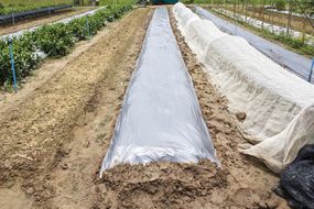 New plastic sheeting weed barrier in vegetable garden