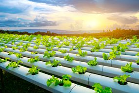 Hydroponic System Flow Water Automation