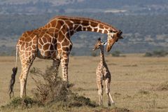 Mother and young reticulated giraffe in Laikipia, Kenya.